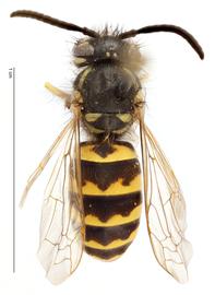   Vespula vulgaris , dorsal view; photo by Todd Gilligan, USDA APHIS PPQ ITP 
